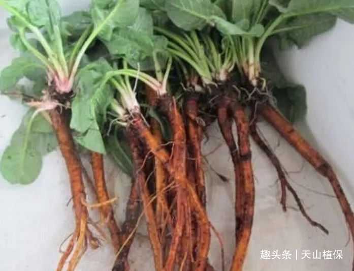 农户们|长的像菠菜的野草别乱摘,农户称它“金不换”,丢了一株都心很疼