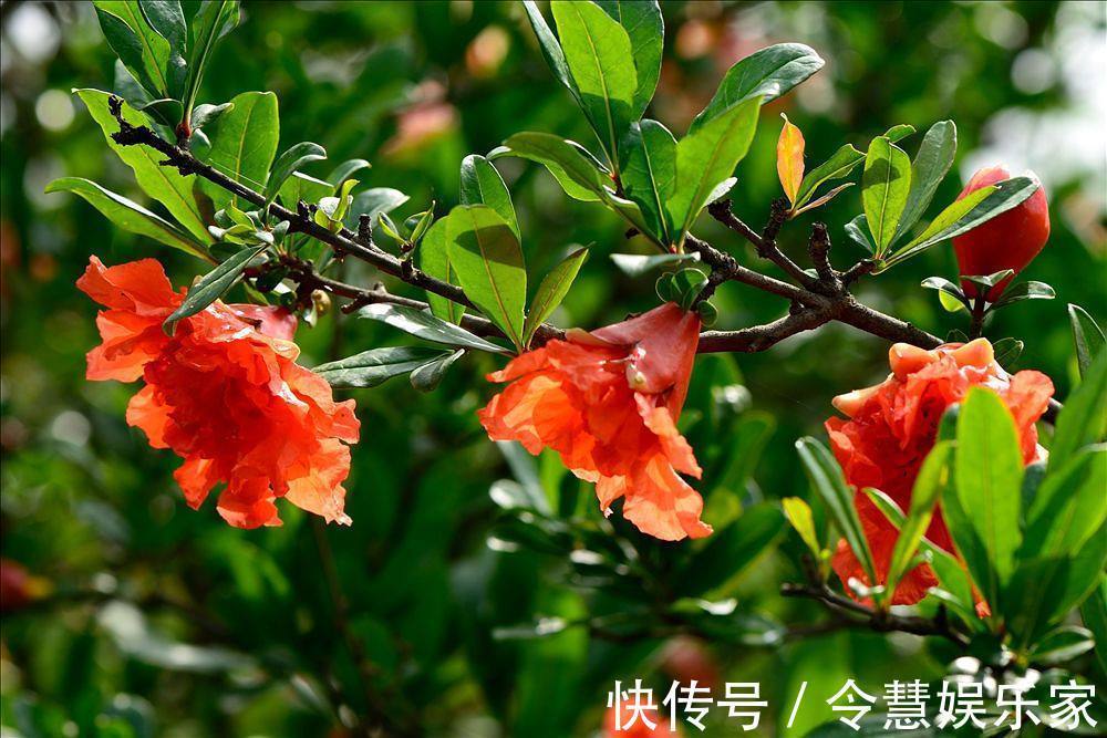 毒气|家养一盆石榴花,观花又观果,吸走“含铅毒气”,红红火火家兴旺