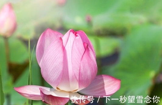 桃花朵朵|8月上旬开始，4属相桃花朵朵，迎来幸福，福气满满进家门