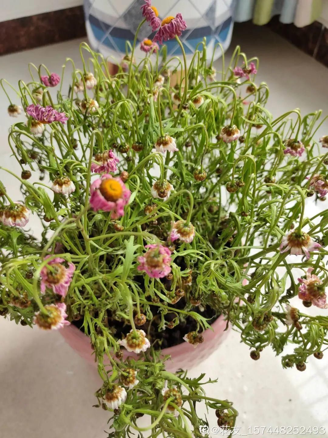 买的花总不活,秘密全在花盆里,搬起来看看才知道