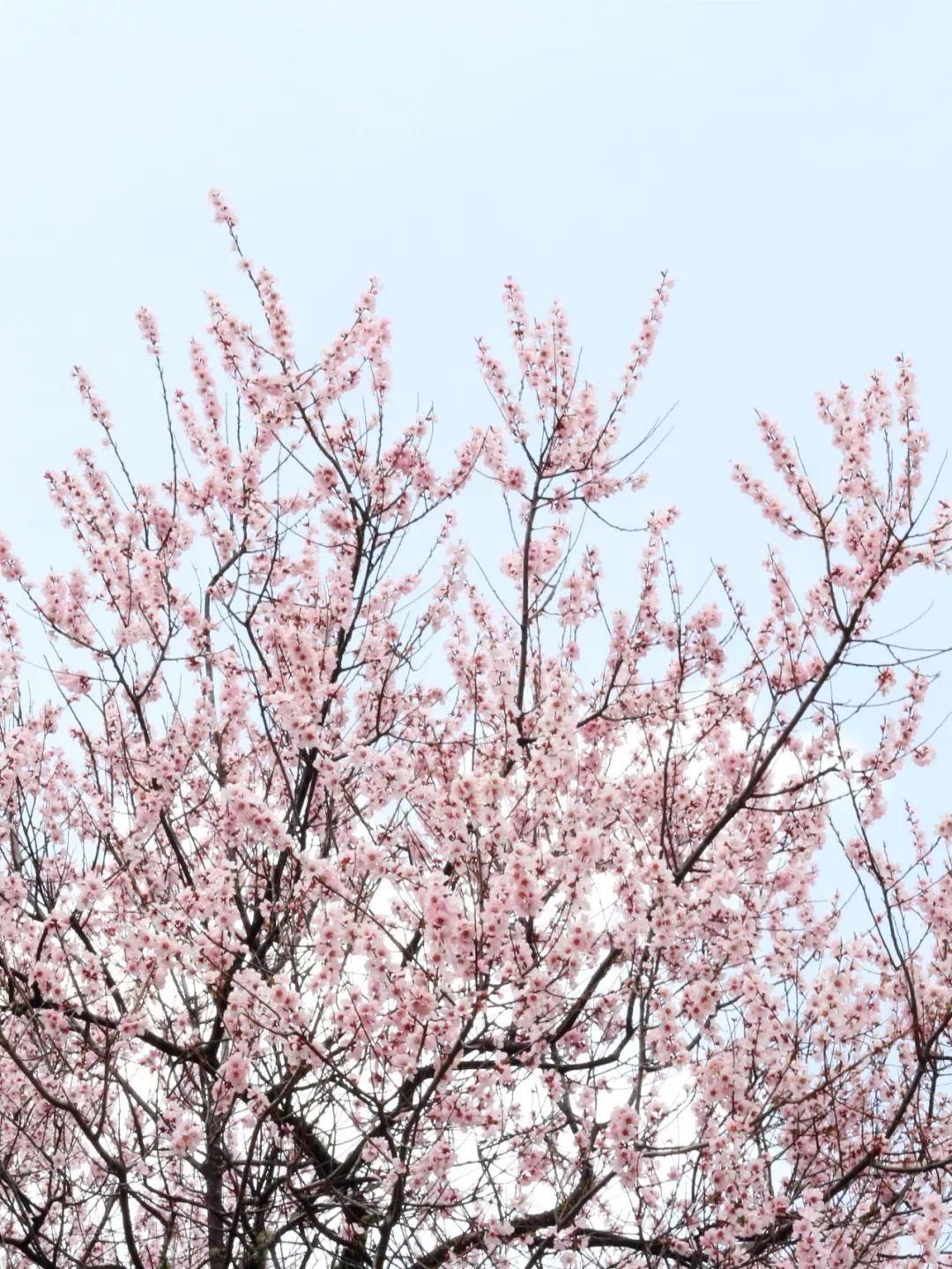 飘雪4月~西藏桃花