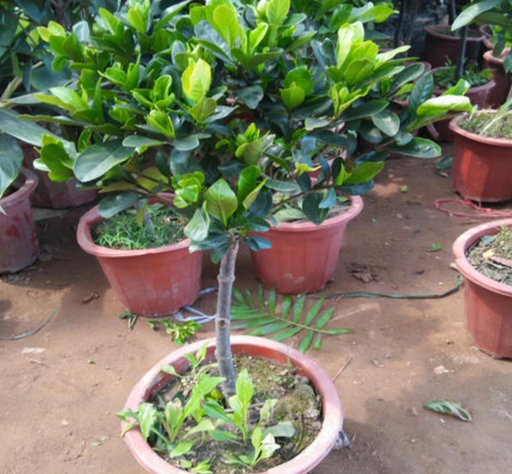 家里养栀子花,常用“2种肥水”,叶子浓绿、开花又多