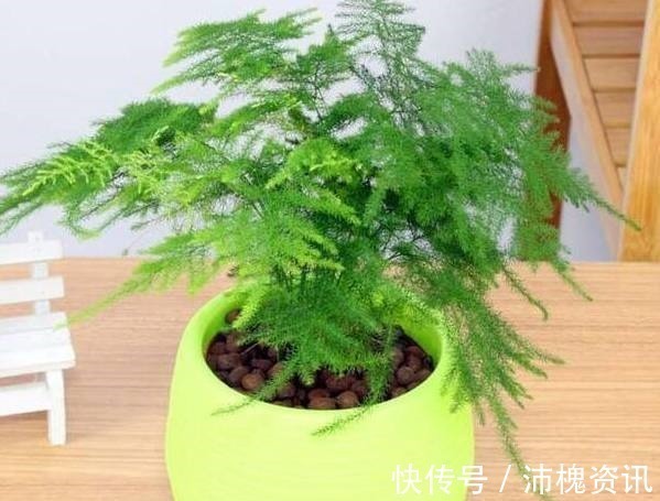 文竹文竹|如果连这几种花卉都养不活,那么我劝你,不要再养别的花了!