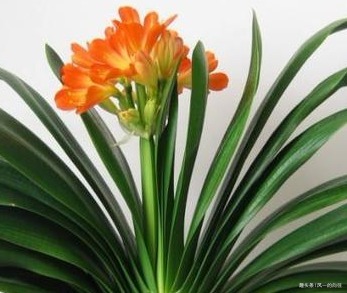 君子兰很难养养花30年的王大爷告诉你养花秘诀，养啥都爆满盆