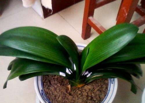 君子兰|君子兰夹箭不开花,别慌,学会这些轻松搞定