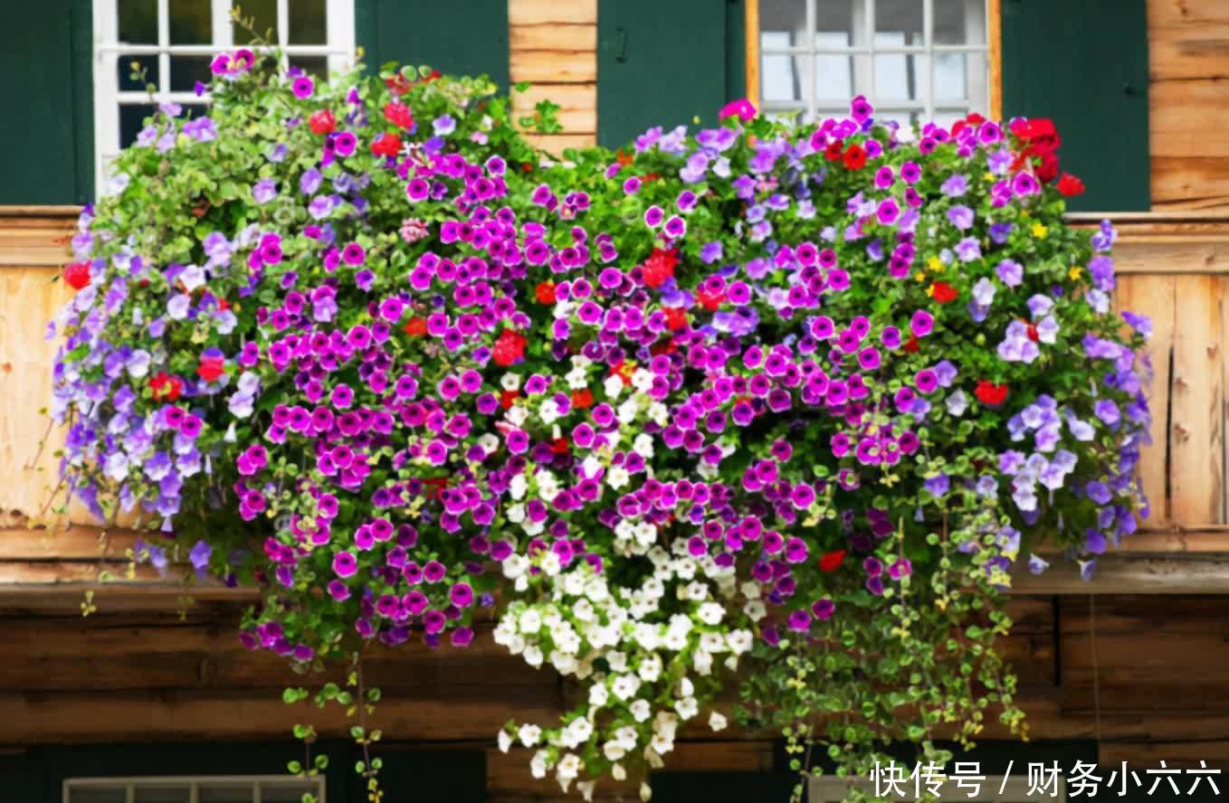 五种“垂吊花”,价格便宜花期长,吊盆养开花最美