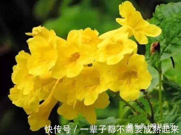 金钟花|此花花姿优美，金黄灿烂的花朵格外夺目动人，代表埋葬在心底的爱