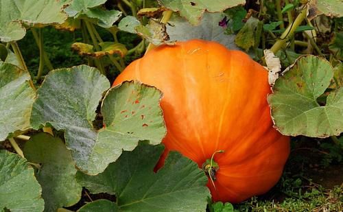 排毒抗衰|女性不想老，记得常吃的好食物，排毒抗衰，润肠通便，身体更好了