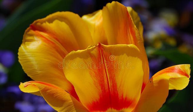 养这7种花,预算够就买好的,预算不够干脆别买