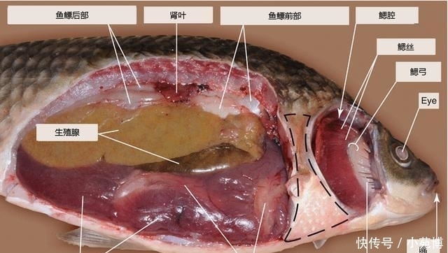 到底|杀一条鱼保送清华北大, 鲫鱼到底有多复杂?