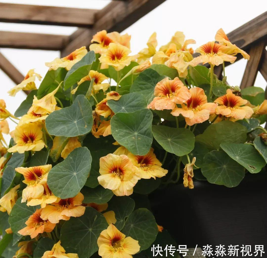 荷花|大爷养的“荷花”,窜的房顶高,垂下来变成花瀑布!