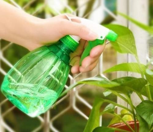 在家自制“杀虫水”，花盆里喷一喷，赶跑小虫子