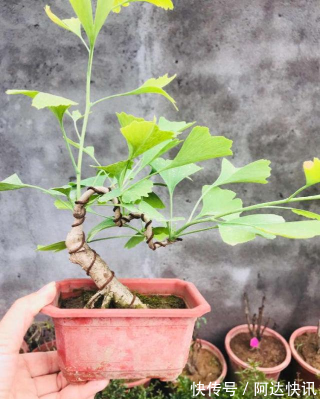 罗汉松|6种“吉祥树”,有地方建议种一棵,能吃能观赏,旺财镇宅样样行