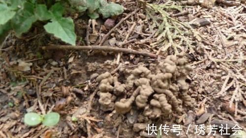 公园里面逛一逛，3种“垃圾”捡回家，花盆里扔一些，啥花都喜欢