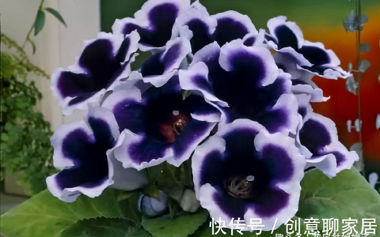 蝴蝶兰|北阳台能养出漂亮的花来吗？建议养这几种花，好养易活开花漂亮