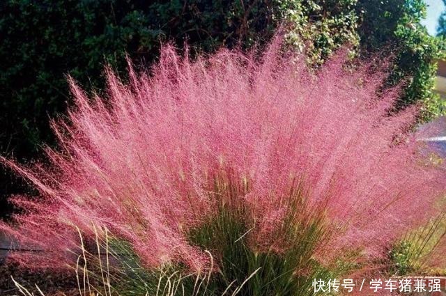 有钱人的庭院,现在流行“种草”了,4种“野草”你们见过吗!