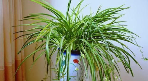 养吊兰,每个月放3粒“它”,一点黄叶也没了,谁见了都说:美