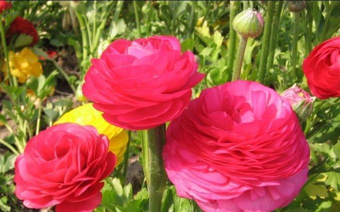 茉莉花|正月过后,有钱人都养5种花,不仅名字好听,花也漂亮