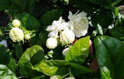 茉莉花|茉莉花叶片焦枯,有2种“病因”,避开养护,生长不断,开花爆盆