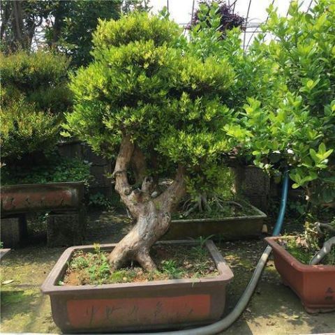 茉莉|花市碰上这几种“花老桩”，便宜也不能入手，带回家养不活不开花