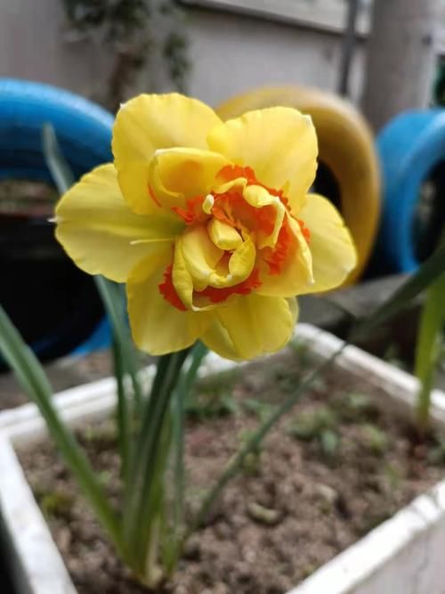 早春是球根花卉的季节 两种花在盛开 又香又美省心好养 粉紫色