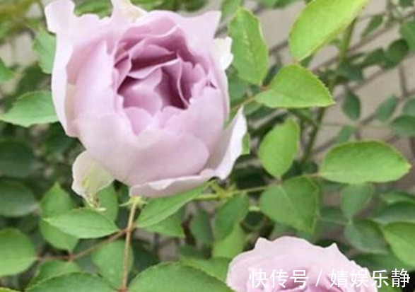 无机肥|月季难开花,注意这1个“关键点”,促根又促花,花开才不会少