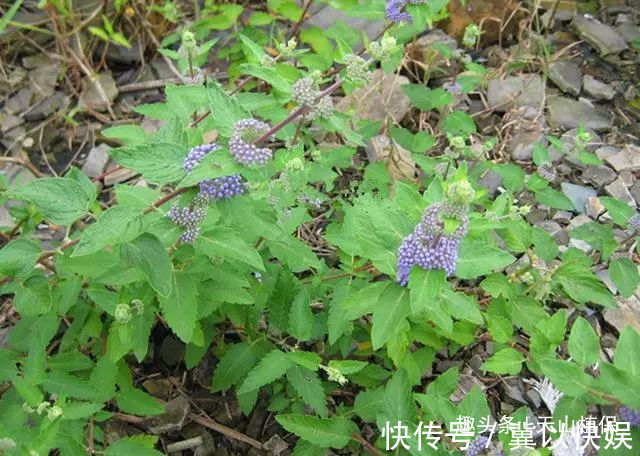 瘙痒|农村这野草叫“山薄荷”，对皮肤瘙痒有帮助，遇见记得采摘回家