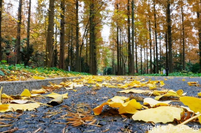 美景|「美景」东平国家森林公园迎来最佳赏叶季，错过还要等一年