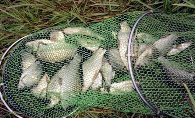 鲢鳙|野钓大半辈子,竟然才知道诱鱼最管用的方法,你尝试过了吗