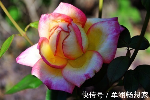 春节|春节期间，缘分桃花十里飘来，追求新鲜爱情的4大生肖