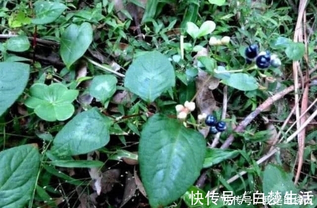 野果|农村这野果名为“火炭母”，因样子奇丑而被人记住，现在十分少见