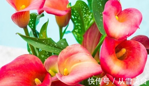 一年生|养花就养花朵大的,花开色彩艳丽,花期长,适合养在院子里,美!