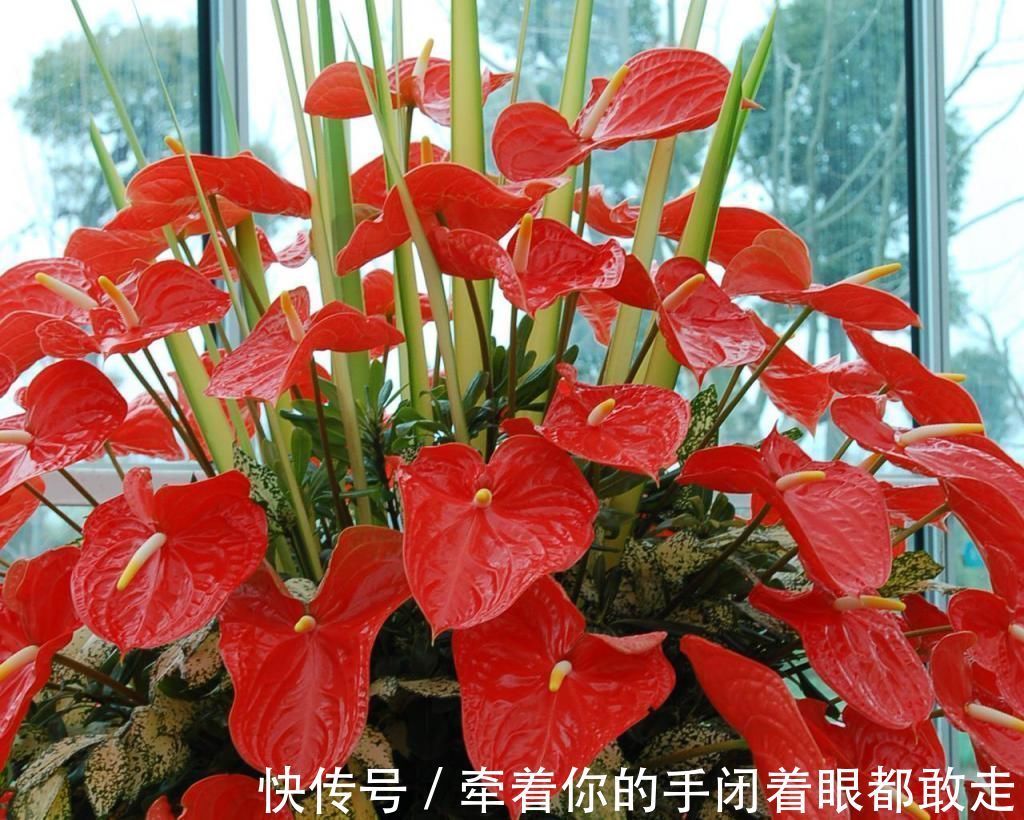 扶桑花|4种“花长寿”,一开花一整年,365天不间断,养一盆老划算