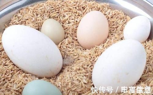 营养价值|鸡蛋、鸭蛋、鹌鹑蛋哪种营养最丰富?需要补充营养的人,来了解下