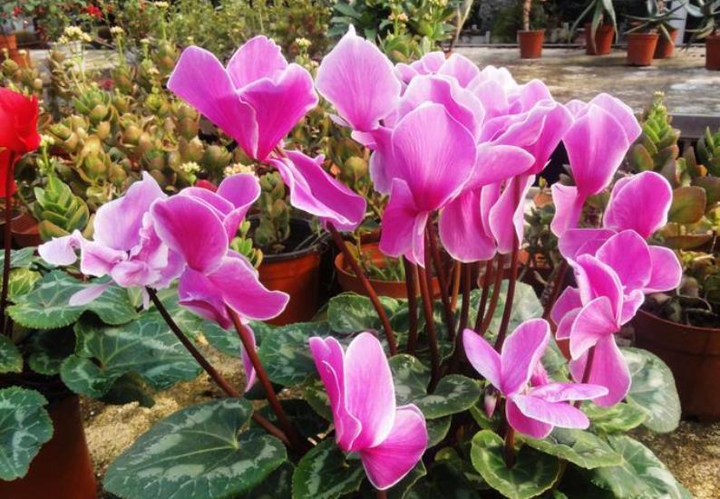 11月养花选它,娇美可爱像兔子,摆在窗边美极了,适合新手