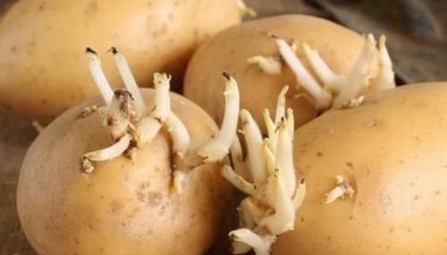 烹饪|发芽土豆能不能吃?我们都有误解了,真相告诉家人