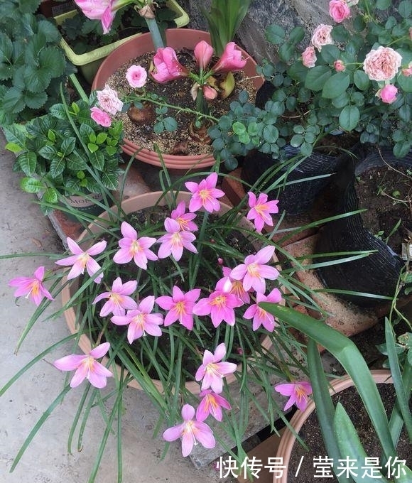 阳台|没有比这更好养的花了,繁殖速度超级快,养了一年,阳台装不下!