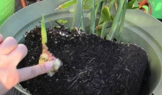 马齿苋|阳台盆栽的“2种”植物,阳台种一些,够吃大半年