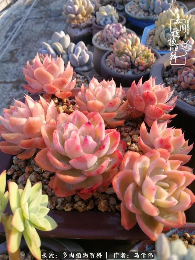 养多肉如同种下希望，因为美丽总在下一个季节！