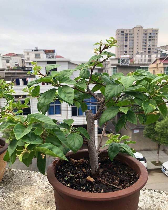 养三角梅，“撸光叶子”虐着养，25天后，又是一个“盛花期”