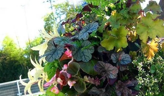 散光|北阳台阳光少,可是此7种花,照样一个劲儿开花,连开几个月