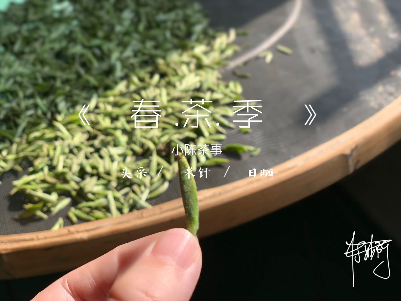 购买|赔了白茶又折荷包，这3种白毫银针请谨慎购买，不然吃亏的就是你