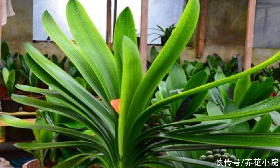 天气转凉，君子兰恢复生长，给它做好4件事，有助于开花