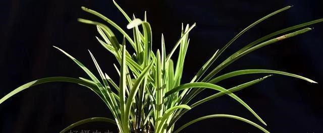 怎么判断兰花缺少氮磷钾?学会这三招,养不好兰花都难