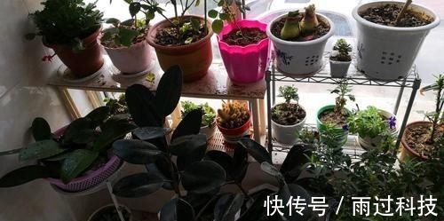 养花|拿到蛋壳别急着养花,按“这要求”处理,给植物施肥才不出问题
