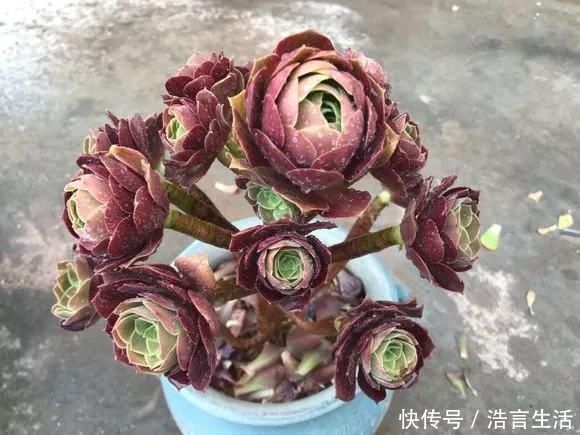 浇水|6种花,夏天一定要管住手,水一多就浇死,很多人不知道