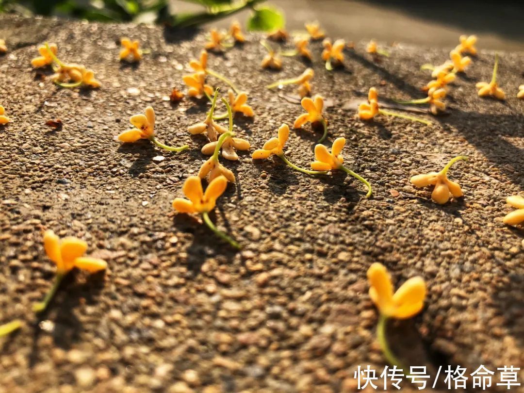 香远&原创诗词|忽如一夜桂花来,苦等三天恰自开