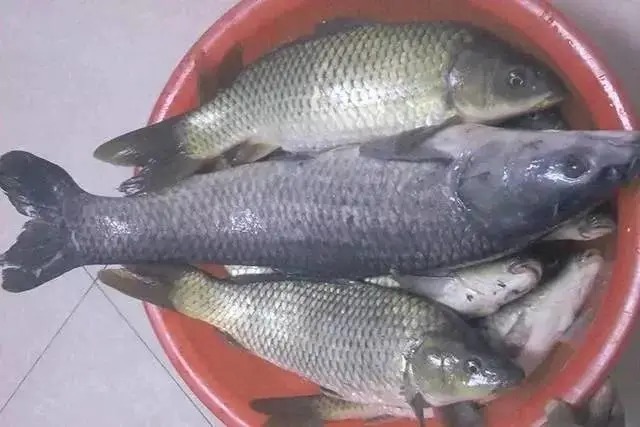 既是窝料也是钓饵,自制低成本特效“两用饵”!