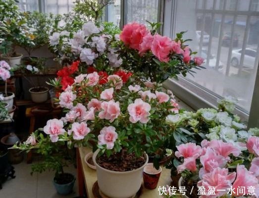 多菌灵、硫酸亚铁、磷酸二氢钾,光听不会用3分钟就教你学会!