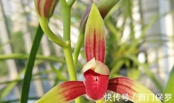 魂兰花|曾千金一苗的建兰红素,花姿优雅,兰香四溢,花开后仙气十足